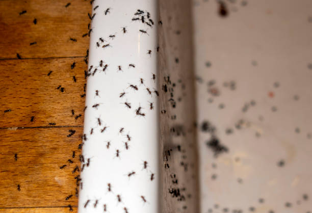 Best Local Pest Control Services  in Smoke Rise, AL