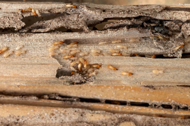 Best Termite Control Services  in Smoke Rise, AL