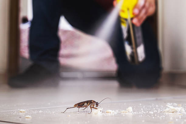 Best Local Pest Control Services  in Smoke Rise, AL